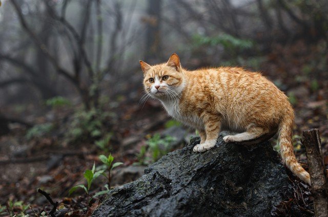 历史新低价格诱人 佳能全画幅微单EOS R6值得买吗?