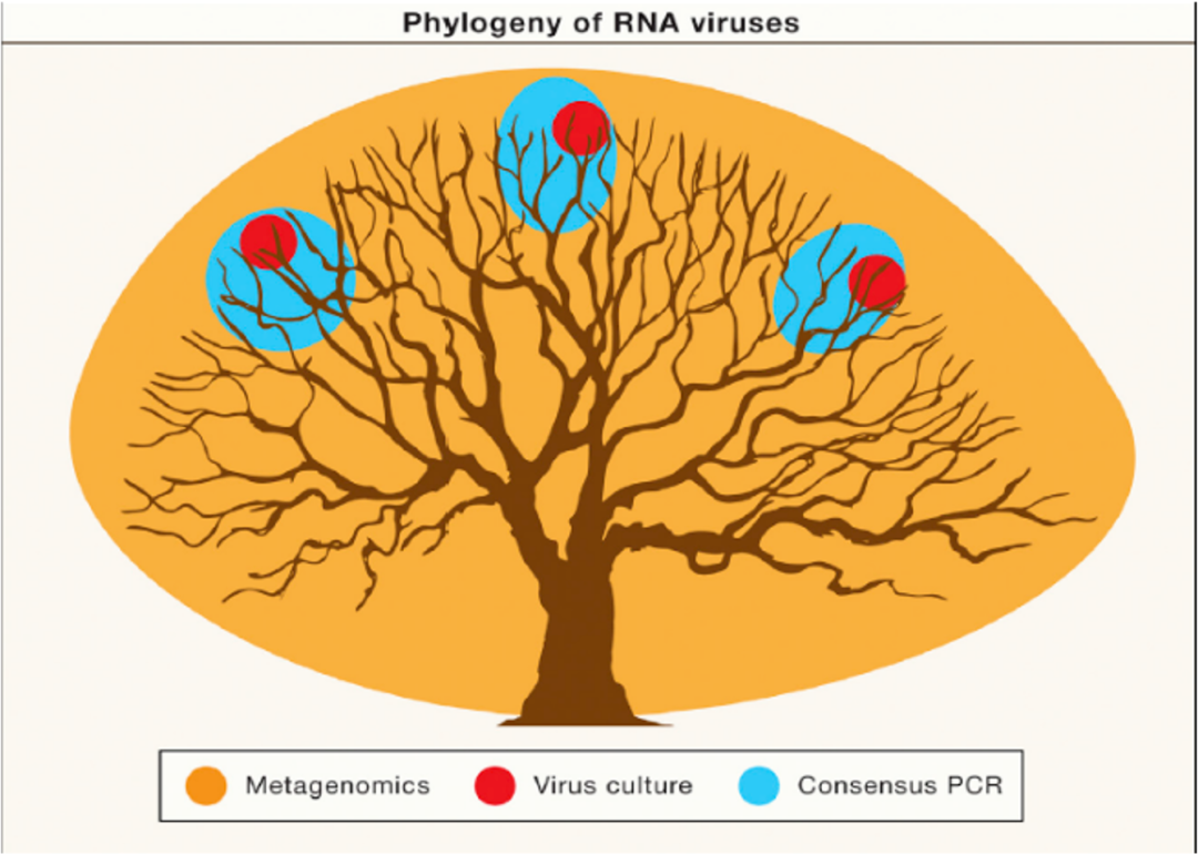 如果用病毒分离培养的办法，在这个大树里面的红点是能发现的病毒。如果用PCR办法，就是蓝圈里面发现的病毒，用宏转录组可以发现所有病毒 / 图源：Cell,2018