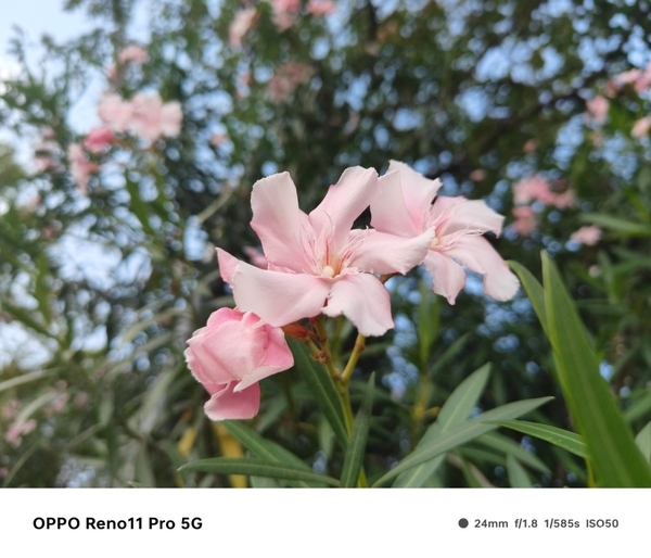 评测:人像体验和系统再升级,这一次得夸OPPO Reno11 Pro懂我