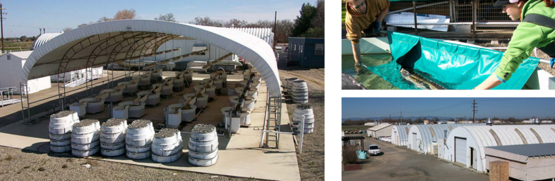 噩梦!设备发生故障,2万多条珍稀实验鱼惨遭团灭,一群研究生数年白干