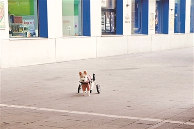 “糖糖”坐上轮椅车