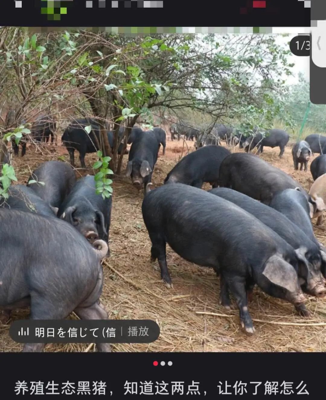 切猪草|图源：电视剧《大江大河》截图