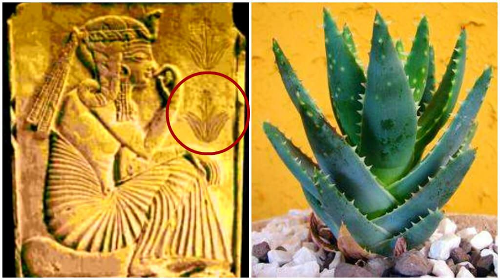 图片来源:参考文献