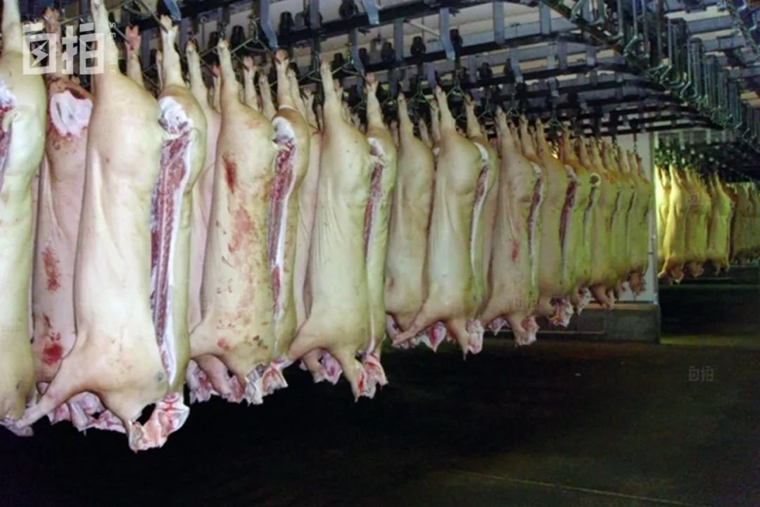 这是肉食加工厂的车间,我的工作是把这些猪扇骨肉分离。