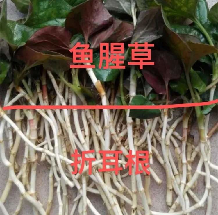 △网友的图解折耳根与鱼腥草的关系。其实,这种植物学名“蕺菜”。zhi和ze都是“蕺”的古音,再加上发音时的儿化音,就有了“折耳”之名。/小红书截图