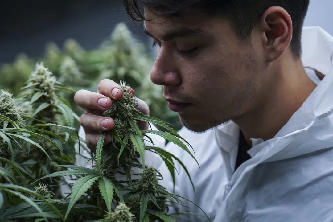 当地时间2023年9月9日，泰国曼谷，一名大麻种植者在皇家女王大麻种子公司的一个创新栽培室里照顾大麻
