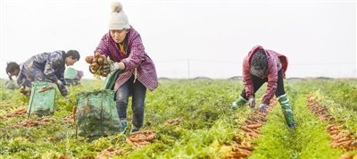 1月10日，江西省丰城市曲江镇曲江村，村民在种植基地采收胡萝卜。周 亮摄（影像中国）