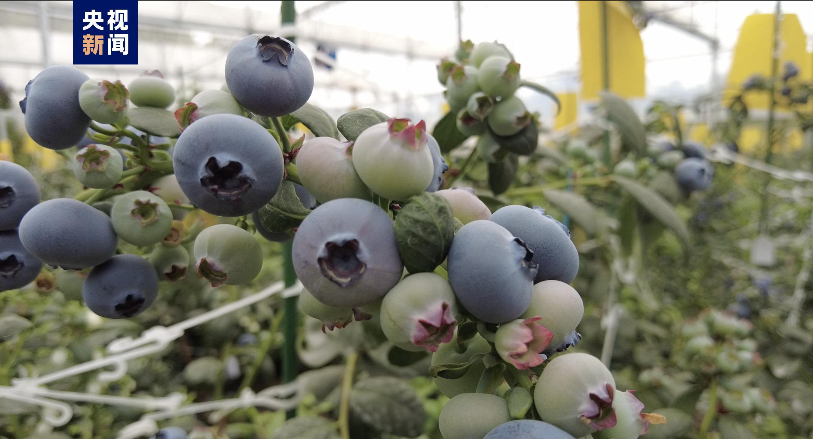 △设施大果蓝莓