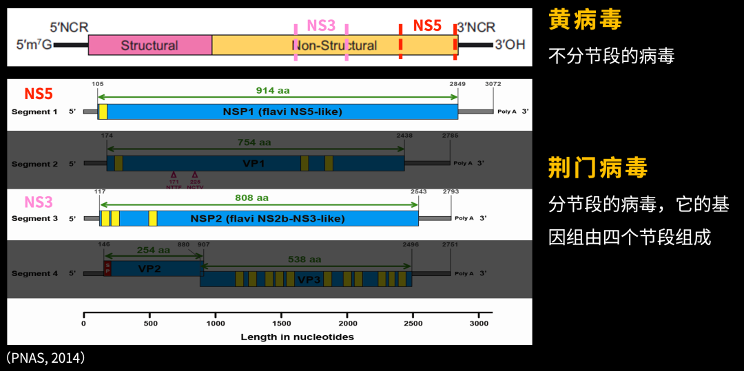 病毒学家张永振:未来5年还会不会出现新发突发传染病?可能规模不会像新冠这么大,但出现是必然