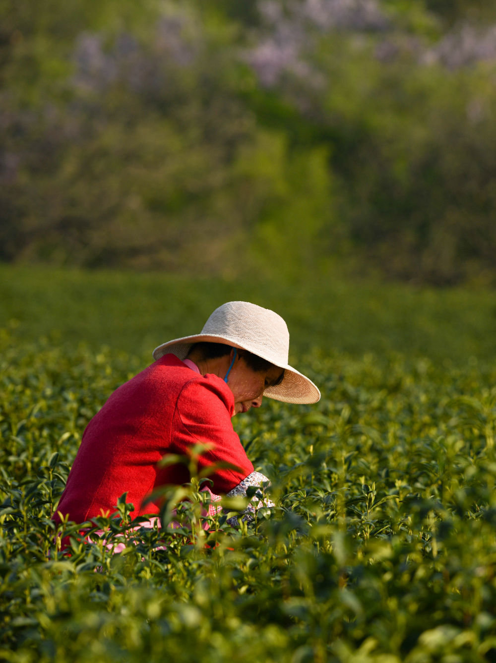 4月8日,采茶工在敬亭山山脚下的一处茶园里采茶.