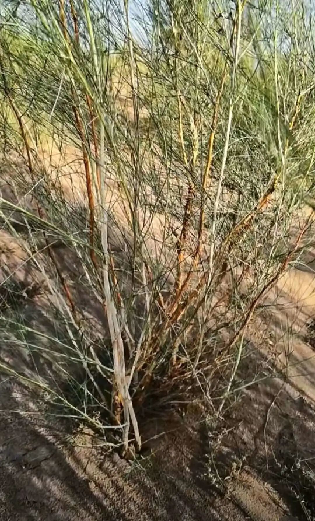 能看出花棒根部土壤较为湿润|图源：小红书@种梭梭的马哥，视频截图