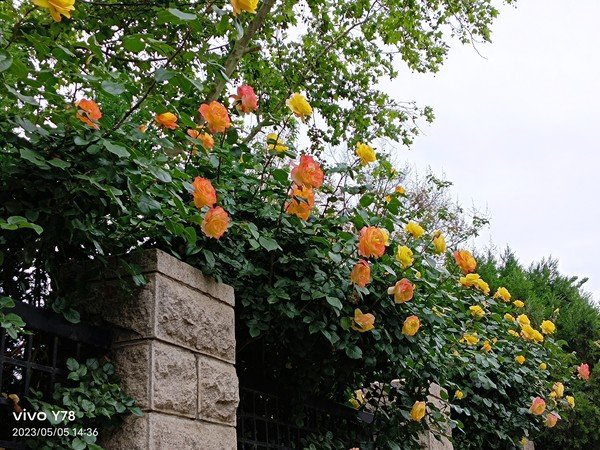 使用vivo Y78拍摄