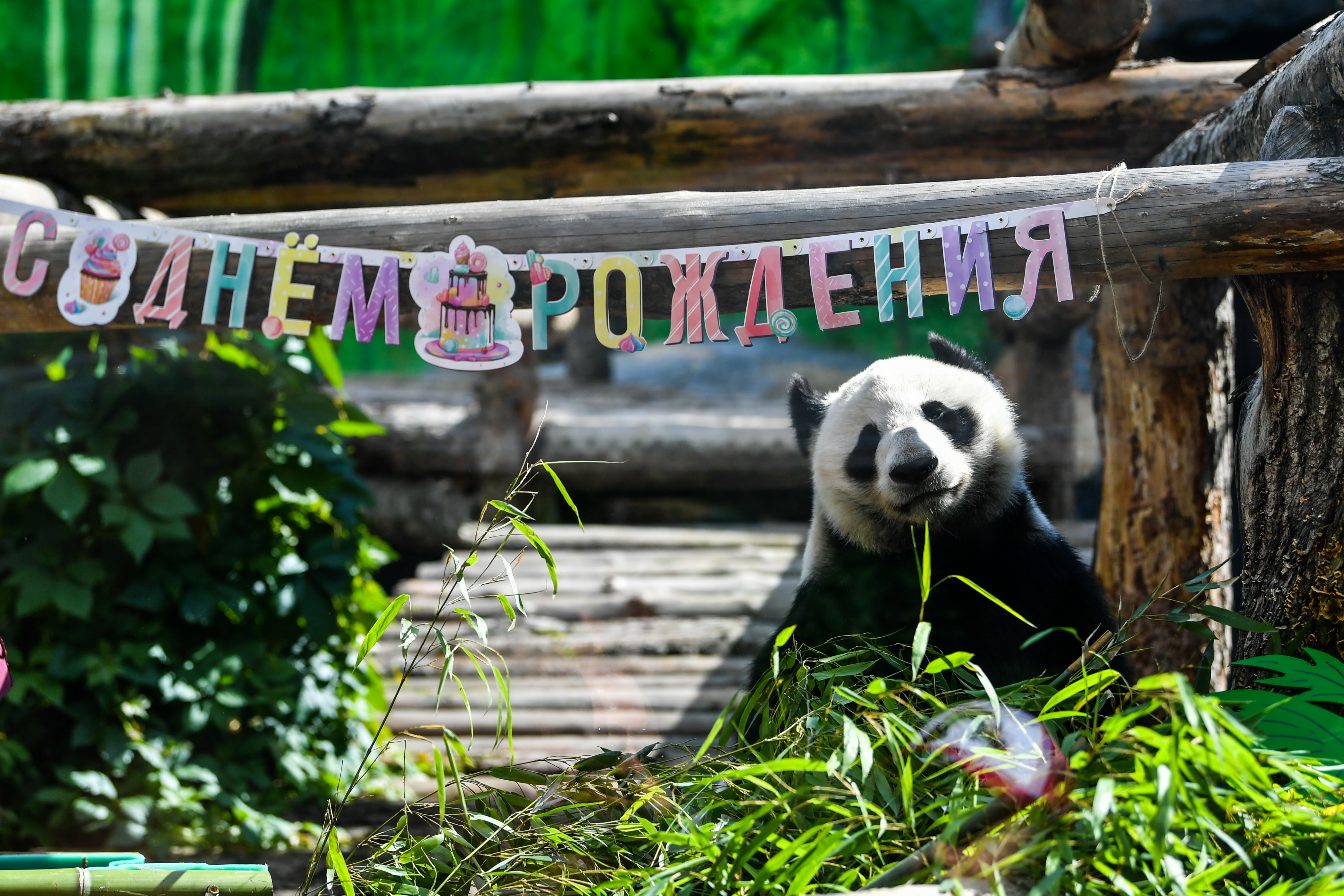 7月30日，俄罗斯莫斯科动物园为大熊猫“丁丁”庆生。新华社记者曹阳摄