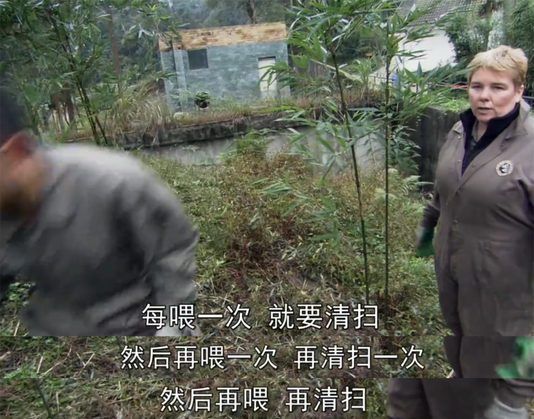 被质疑遭受“虐待”的旅美大熊猫 总算要接回来了