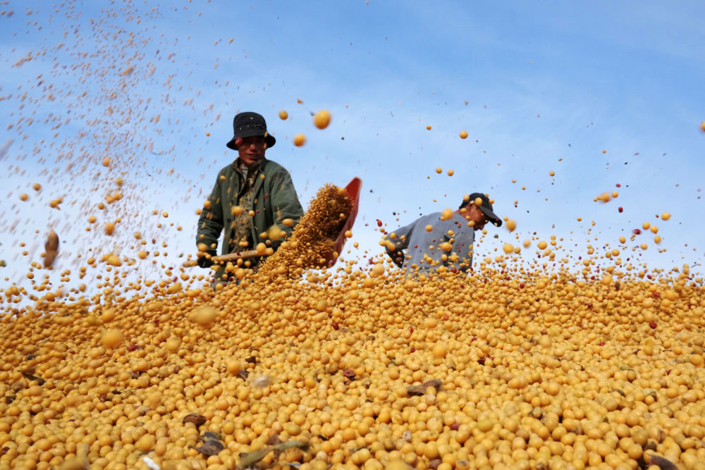 在北大荒农垦集团有限公司北安分公司赵光农场有限公司，工作人员在一处晒场的大豆堆上忙碌（2022年10月20日摄）。新华社记者 王建威 摄