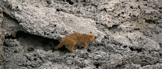 纪录片《大猫》记录下猫猫们“飞檐走壁”的一幕。