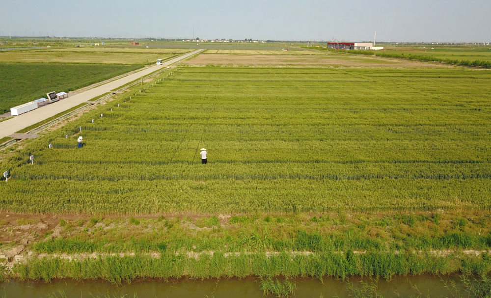 5月19日，位于山东省东营市黄河三角洲农业高新技术产业示范区的耐盐碱小麦试验田（无人机照片）。新华社记者 徐速绘 摄