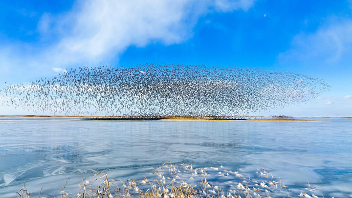 这是2021年12月25日在山东黄河三角洲国家级自然保护区拍摄的鸟群（无人机照片）。新华社发（杨斌 摄）