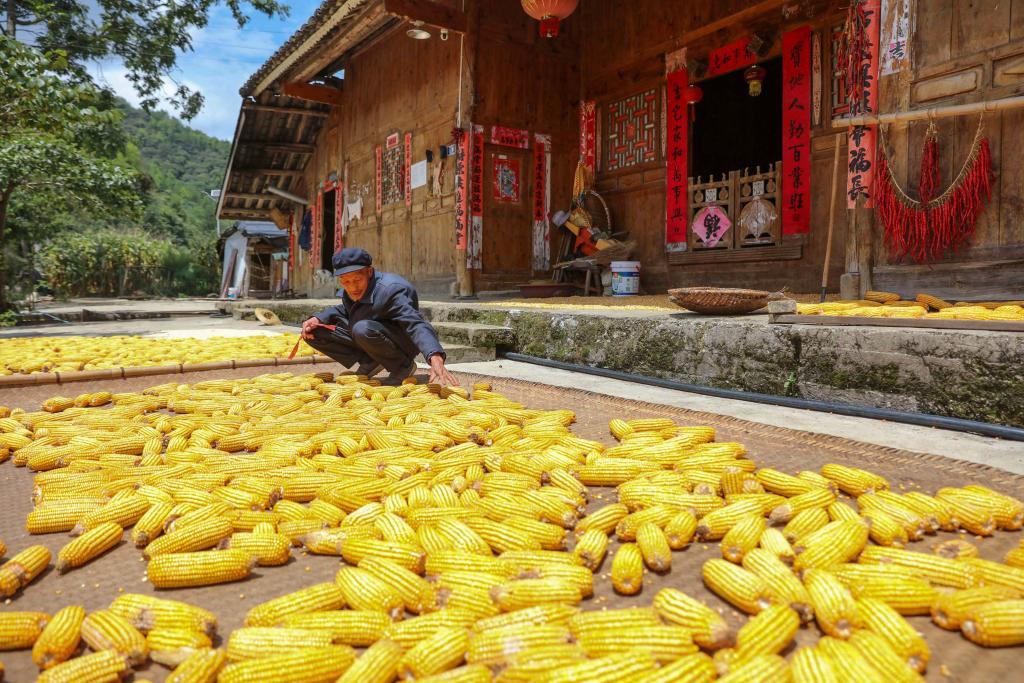 黔东南州施秉县牛大场镇石桥村村民在晾晒玉米。(磨桂宾 摄)
