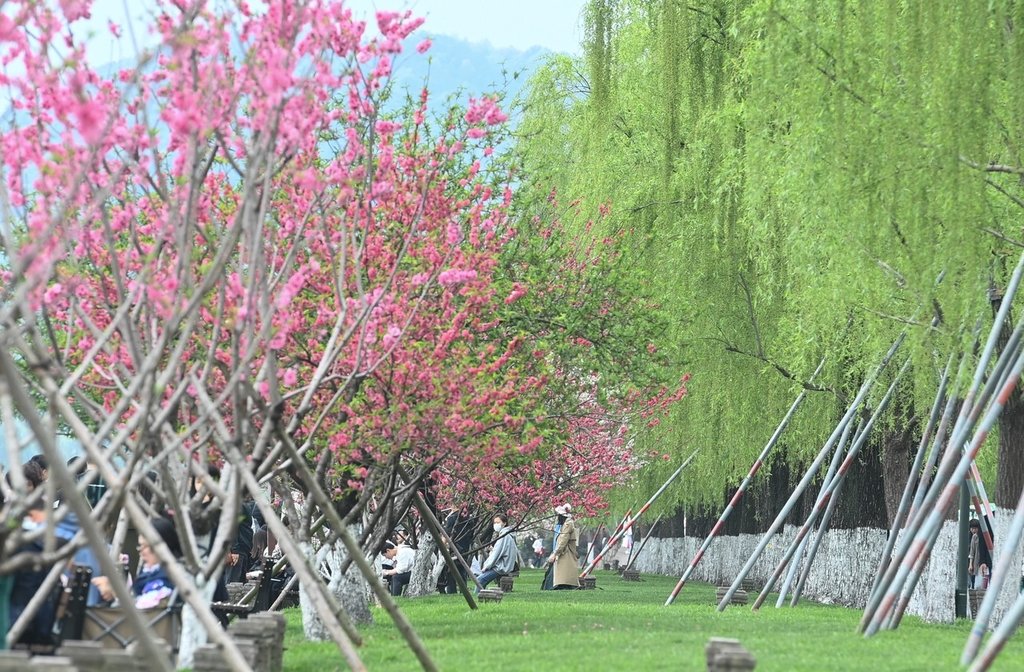 2023年4月4日,浙江杭州,西湖保俶塔前桃红柳绿。江南春日,西湖白堤桃红柳绿,浓浓春意吸引游人。