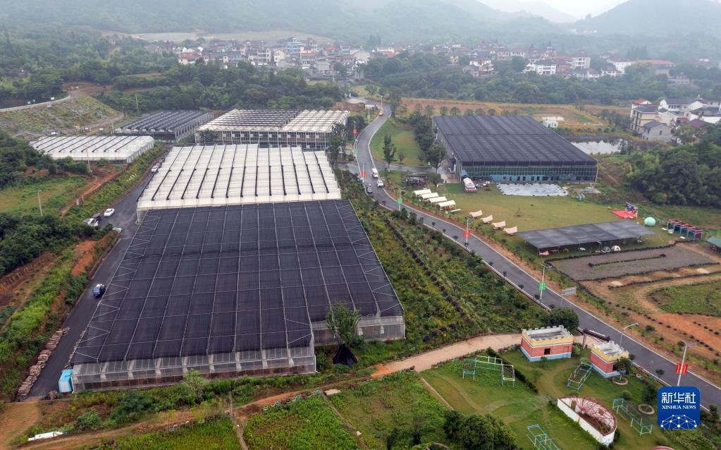 在浙江省绍兴市柯桥区漓渚镇棠棣村拍摄的兰花数字工厂（6月8日摄，无人机照片）。新华社 小编 才扬 摄