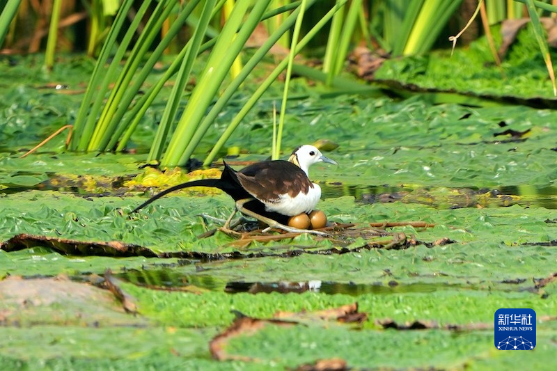 杭州湾湿地公园的水雉。新华网发 浙江杭州湾国家湿地公园供图