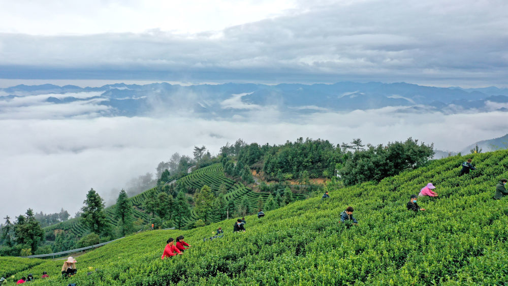 茶农在台州市仙居县横溪镇阳峰山白茶基地采茶。