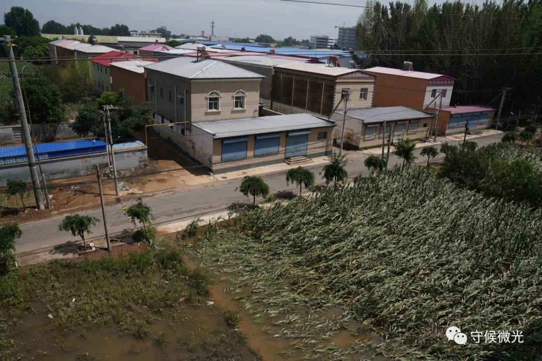 8月5日早晨，河北涿州，涿州邦创创业孵化基地，隔壁东张村内洪水基本退去，露出被洪水冲倒的玉米杆。中青报·中青网记者 李峥苨/摄