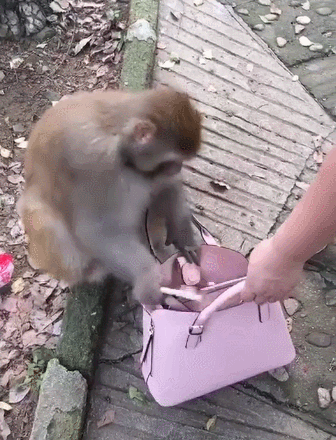猴子没翻到食物欲攻击人
