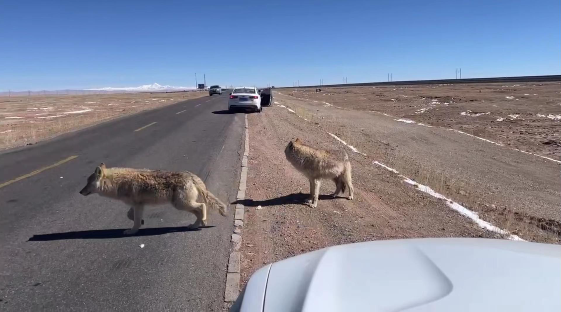 ↑前方一辆车停下,一名女子误把狼当狗下车拍照