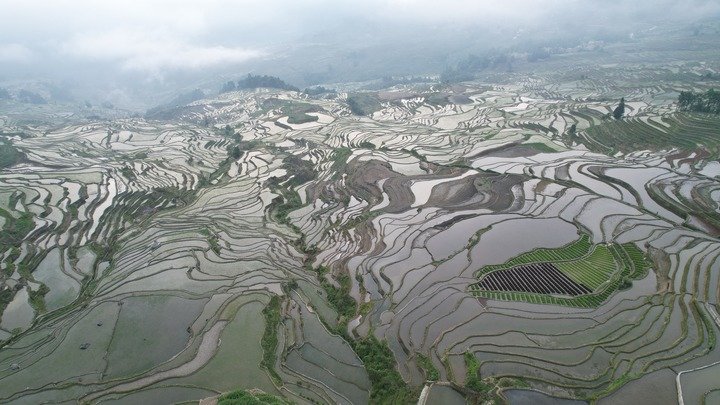 这是5月8日拍摄的元阳哈尼梯田核心区的多依树梯田（无人机照片）。新华社记者刘诗平摄