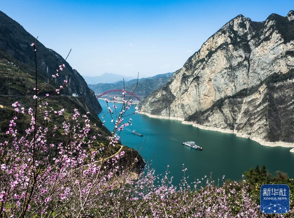 ↑3月13日，船舶从三峡库区宜昌市秭归县链子岩村桃花盛开的脐橙果园前开过。