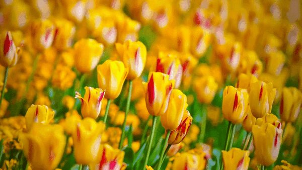 8K电视盒子杀入百元!当贝盒子H3评测!同价位性价比无敌