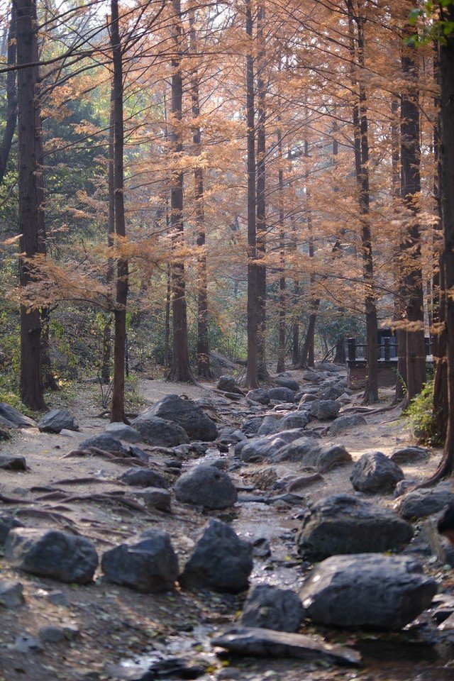 4000万像素6.2K视频 富士无反相机X-T5解析