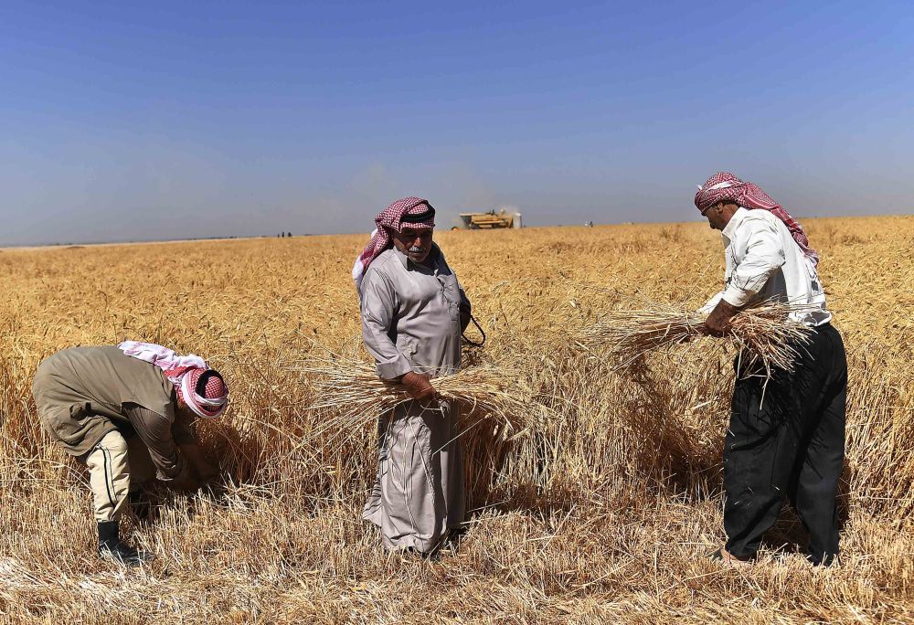 7月13日，农民在叙利亚大马士革的农田里收获麦子。新华社发（阿马尔·萨法尔贾拉尼摄）