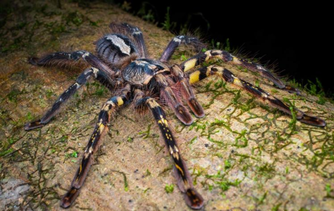 越来越多年轻人将蜘蛛和蝎子当宠物，这让一些科学家开始担心