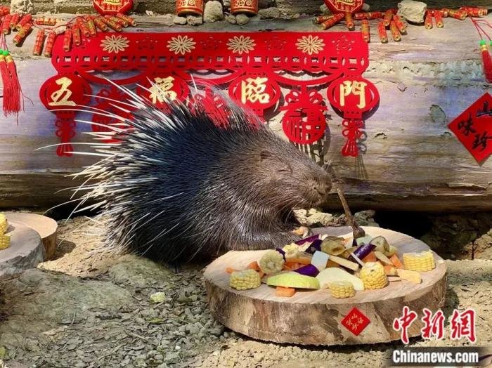 高雄市寿山动物园的冠豪猪在除夕享受丰盛的一餐。来源：台湾《联合报》