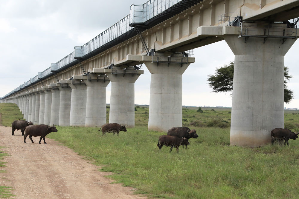 ↑水牛在装有声屏障的肯尼亚内罗毕国家公园特大桥下穿行（2021年5月19日摄）。中非共建的肯尼亚内马铁路采用特大桥全程穿越内罗毕国家公园方案，桥墩超过6米，让长颈鹿也能“昂首通过”；特大桥护栏两侧安装声屏障，极大降低火车通过时的噪音。
