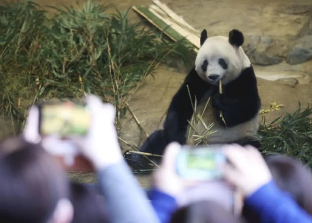大熊猫「香香」明登机回国 日本民众挥泪道别 | 星岛日报