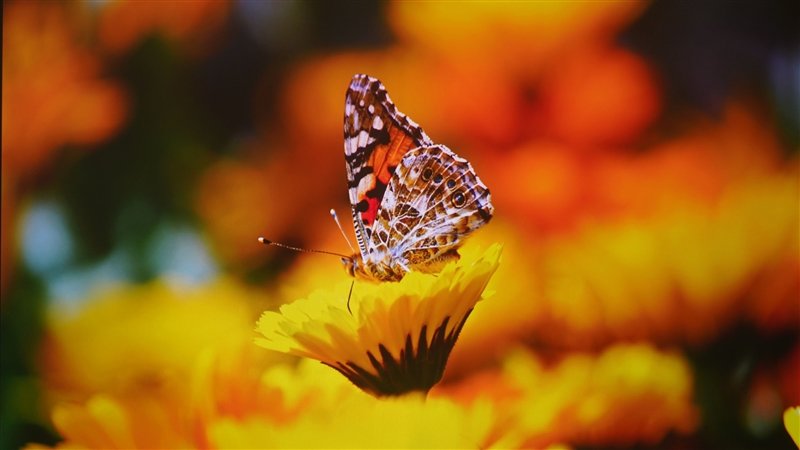 色彩亮度我都要!Vidda C1S评测:三色激光画质优秀 同亮度碾压单激光