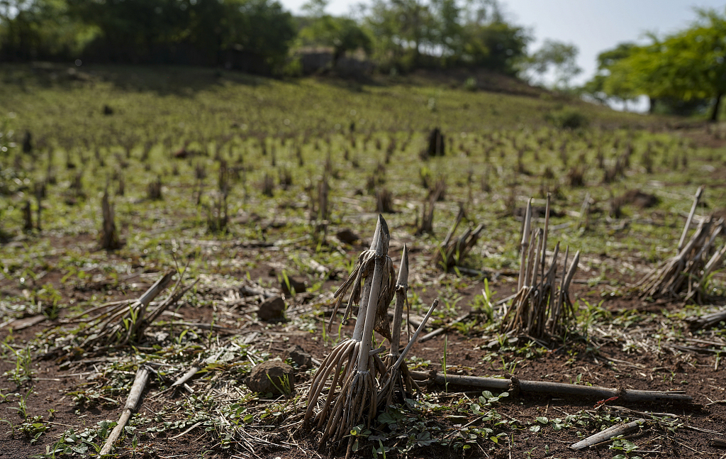 当地时间2023年6月6日，萨尔瓦多Pasaquina，干旱天气使农作物干枯，厄尔尼诺天气已经威胁到粮食安全。