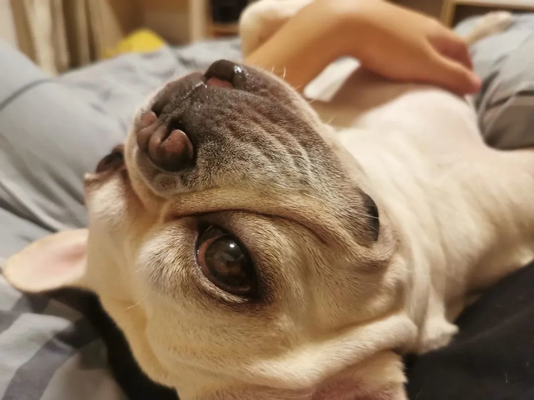 / 喜欢和我贴贴睡觉的大头