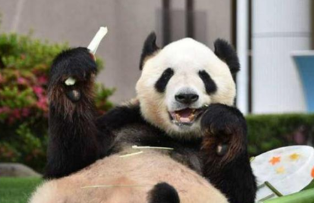 被质疑遭受“虐待”的旅美大熊猫 总算要接回来了