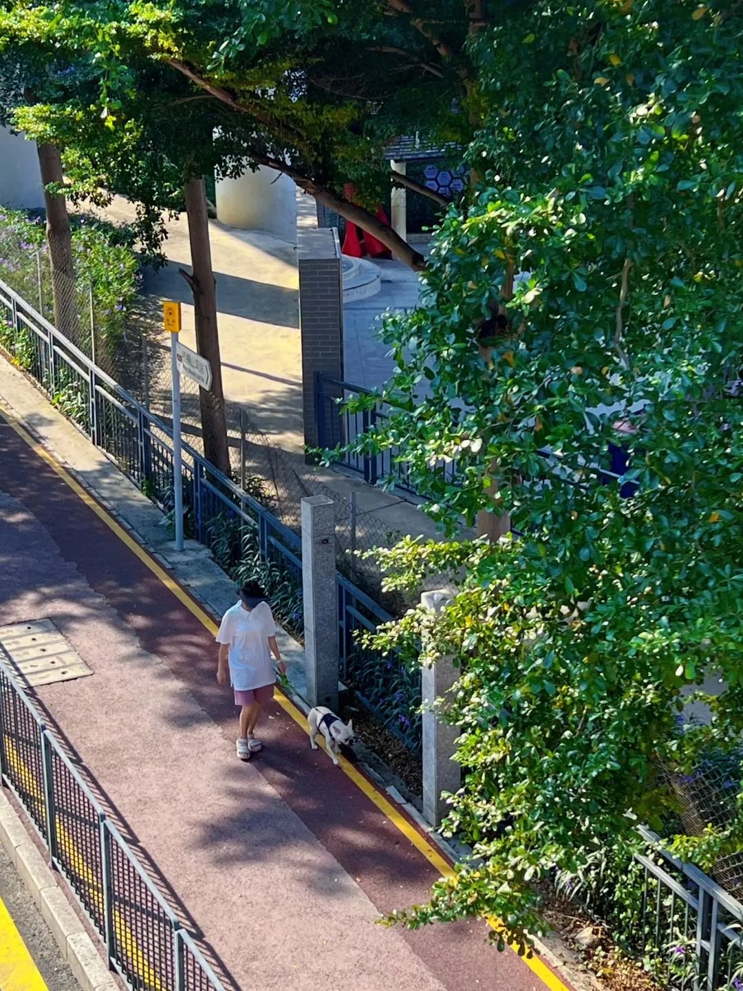 深圳养宠人:深圳打工宠物花,大半工资给了ta