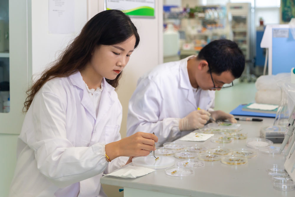 科研人员在实验室开展育种工作。（马征辉 摄）