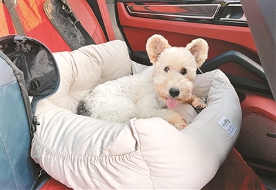 正在接受检查的“糖糖”