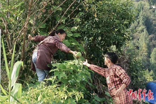 向青平摘菜做饭，邹诚俊在给母亲帮忙。中青报·中青网见习记者杜佳冰/摄