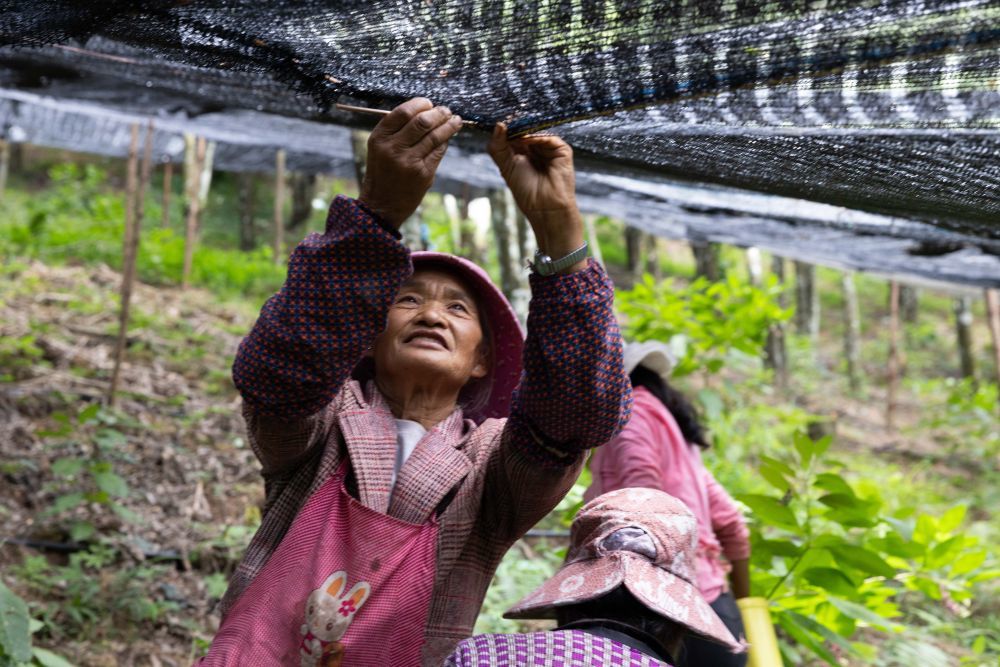 7月27日,工作人员在云南西畴县西洒镇的中药材基地修补遮阳网.