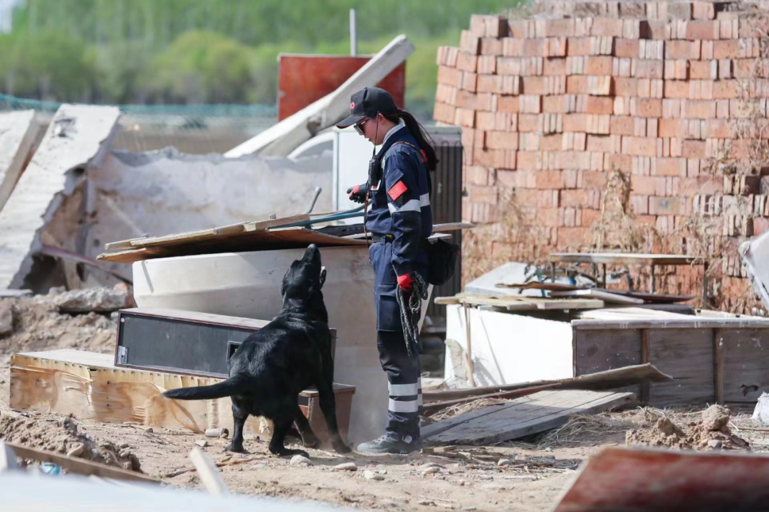 废墟训练场上，搜救犬“子歇”正在进行搜索训练。受访者供图。