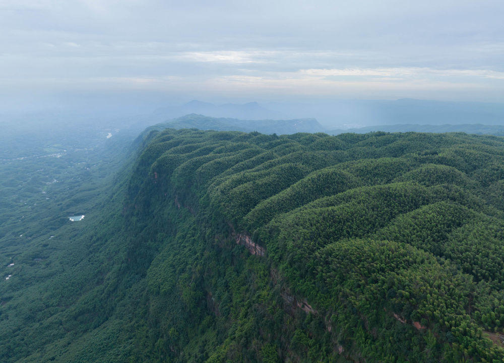 ↑蜀南竹海的13万余亩竹林山山相连、坡坡相接，登高远望，万顷碧波，翠绿如海。